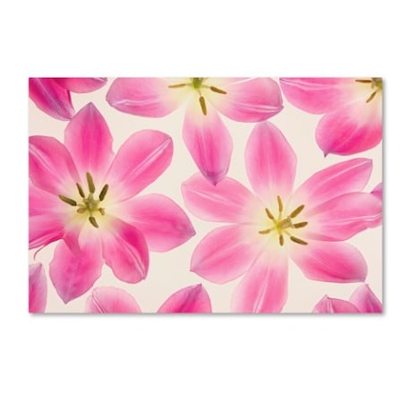 Trademark Fine Art Cora Niele 'Cerise Pink Tulips' Canvas Art, 22x32 ALI1748-C2232GG